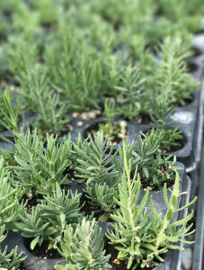 lavender seedlings from Young Living Farm in Mona, Utah