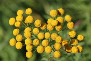 blue tansy flowers